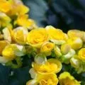 Квіти кімнатні для щастя в родині і благополуччя, фото і відео (благополуччя) Квіти кімнатні для щастя в родині і благополуччя, фото і відео