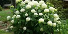Квітка віола (братки) фото, вирощування, догляд, розмноження (квітка) Квітка віола (братки) фото, вирощування, догляд, розмноження