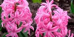 Квітка віола (братки) фото, вирощування, догляд, розмноження (квітка) Квітка віола (братки) фото, вирощування, догляд, розмноження