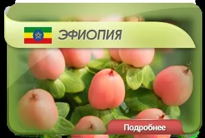 Квіти оптом з доставкою по всеУкаіни - enigma flowers