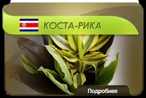 Квіти оптом з доставкою по всеУкаіни - enigma flowers