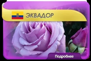 Квіти оптом з доставкою по всеУкаіни - enigma flowers