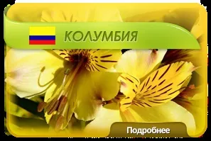 Квіти оптом з доставкою по всеУкаіни - enigma flowers