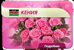 Квіти оптом з доставкою по всеУкаіни - enigma flowers