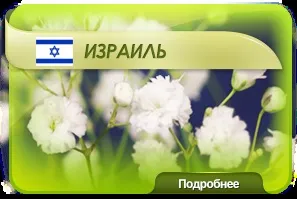 Квіти оптом з доставкою по всеУкаіни - enigma flowers