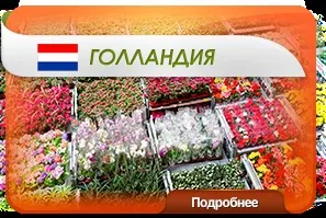 Квіти оптом з доставкою по всеУкаіни - enigma flowers