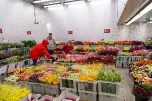 Квіти оптом - дешевше!