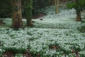 Квіти садові проліски фото видів і сортів, посадка і догляд за пролісками (видів) Квіти садові проліски фото видів і сортів, посадка і догляд за пролісками