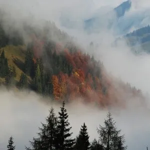 Квіти ромашки на фото (50 фото) (ромашки фото) Квіти ромашки на фото (50 фото)