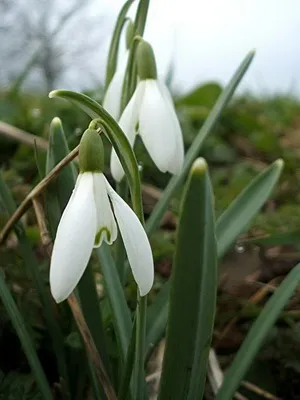 Квіти садові проліски фото видів і сортів, посадка і догляд за пролісками (сортів) Квіти садові проліски фото видів і сортів, посадка і догляд за пролісками