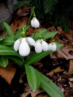 Квіти садові проліски фото видів і сортів, посадка і догляд за пролісками (видів) Квіти садові проліски фото видів і сортів, посадка і догляд за пролісками