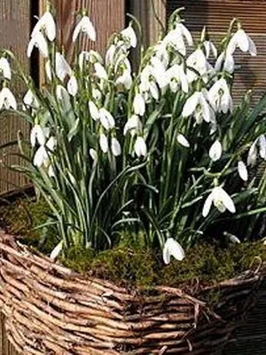 Квіти садові проліски фото видів і сортів, посадка і догляд за пролісками (квіти) Квіти садові проліски фото видів і сортів, посадка і догляд за пролісками