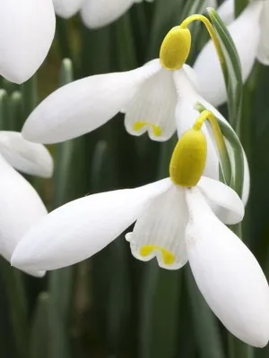 Квіти садові проліски фото видів і сортів, посадка і догляд за пролісками (сортів) Квіти садові проліски фото видів і сортів, посадка і догляд за пролісками