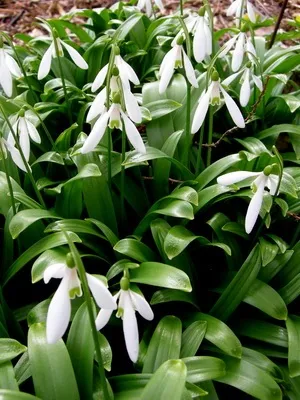 Квіти садові проліски фото видів і сортів, посадка і догляд за пролісками (садові) Квіти садові проліски фото видів і сортів, посадка і догляд за пролісками
