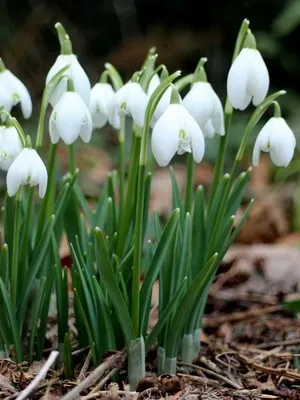 Квіти садові проліски фото видів і сортів, посадка і догляд за пролісками (видів) Квіти садові проліски фото видів і сортів, посадка і догляд за пролісками