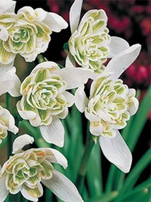 Квіти садові проліски фото видів і сортів, посадка і догляд за пролісками (сортів) Квіти садові проліски фото видів і сортів, посадка і догляд за пролісками