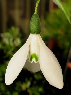 Квіти садові проліски фото видів і сортів, посадка і догляд за пролісками (фото) Квіти садові проліски фото видів і сортів, посадка і догляд за пролісками