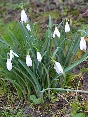 Квіти садові проліски фото видів і сортів, посадка і догляд за пролісками (садові) Квіти садові проліски фото видів і сортів, посадка і догляд за пролісками