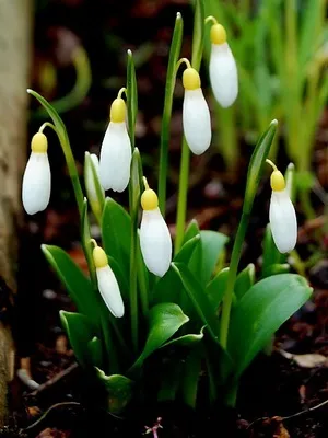 Квіти садові проліски фото видів і сортів, посадка і догляд за пролісками (сортів) Квіти садові проліски фото видів і сортів, посадка і догляд за пролісками