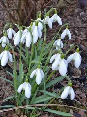 Квіти садові проліски фото видів і сортів, посадка і догляд за пролісками (проліски) Квіти садові проліски фото видів і сортів, посадка і догляд за пролісками