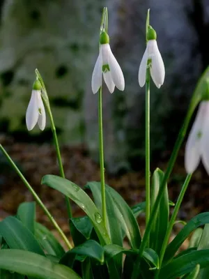 Квіти садові проліски фото видів і сортів, посадка і догляд за пролісками (сортів) Квіти садові проліски фото видів і сортів, посадка і догляд за пролісками