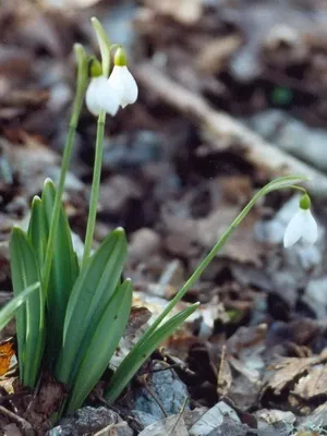 Квіти садові проліски фото видів і сортів, посадка і догляд за пролісками (видів) Квіти садові проліски фото видів і сортів, посадка і догляд за пролісками