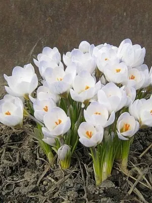 Квіти садові проліски фото видів і сортів, посадка і догляд за пролісками (проліски) Квіти садові проліски фото видів і сортів, посадка і догляд за пролісками