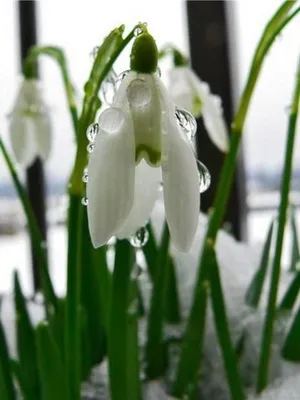 Квіти садові проліски фото видів і сортів, посадка і догляд за пролісками (садові) Квіти садові проліски фото видів і сортів, посадка і догляд за пролісками