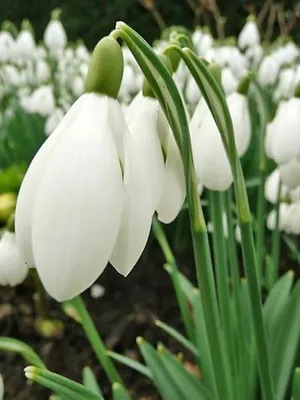 Квіти садові проліски фото видів і сортів, посадка і догляд за пролісками (квіти) Квіти садові проліски фото видів і сортів, посадка і догляд за пролісками