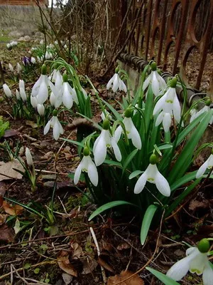 Квіти садові проліски фото видів і сортів, посадка і догляд за пролісками (проліски) Квіти садові проліски фото видів і сортів, посадка і догляд за пролісками