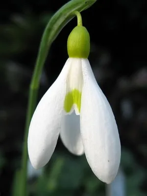 Квіти садові проліски фото видів і сортів, посадка і догляд за пролісками (сортів) Квіти садові проліски фото видів і сортів, посадка і догляд за пролісками