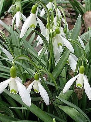 Квіти садові проліски фото видів і сортів, посадка і догляд за пролісками (садові) Квіти садові проліски фото видів і сортів, посадка і догляд за пролісками