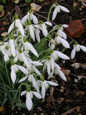 Квіти садові проліски фото видів і сортів, посадка і догляд за пролісками (проліски) Квіти садові проліски фото видів і сортів, посадка і догляд за пролісками
