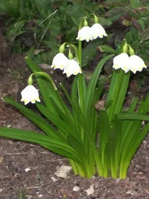 Квіти садові проліски фото видів і сортів, посадка і догляд за пролісками (квіти) Квіти садові проліски фото видів і сортів, посадка і догляд за пролісками