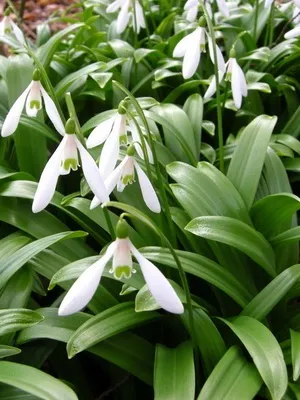 Квіти садові проліски фото видів і сортів, посадка і догляд за пролісками (фото) Квіти садові проліски фото видів і сортів, посадка і догляд за пролісками