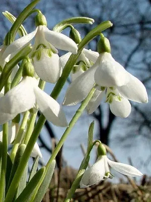 Квіти садові проліски фото видів і сортів, посадка і догляд за пролісками (проліски) Квіти садові проліски фото видів і сортів, посадка і догляд за пролісками