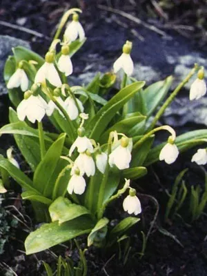 Квіти садові проліски фото видів і сортів, посадка і догляд за пролісками (видів) Квіти садові проліски фото видів і сортів, посадка і догляд за пролісками
