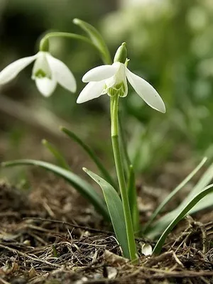 Квіти садові проліски фото видів і сортів, посадка і догляд за пролісками (сортів) Квіти садові проліски фото видів і сортів, посадка і догляд за пролісками