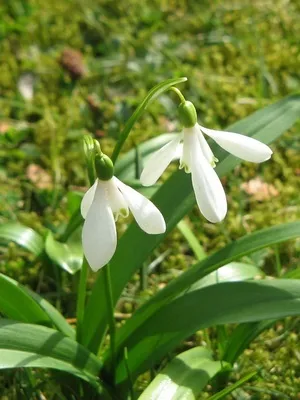 Квіти садові проліски фото видів і сортів, посадка і догляд за пролісками (садові) Квіти садові проліски фото видів і сортів, посадка і догляд за пролісками