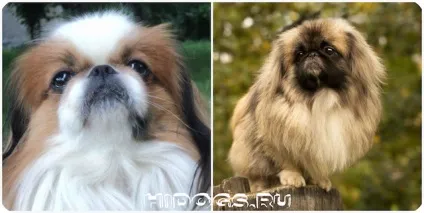 Cтаротіпний пекінес всі види і різновиди пекінесів (фото) (пекінес) Cтаротіпний пекінес всі види і різновиди пекінесів (фото)