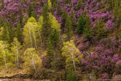 Квітучий маральнік на Алтаї, фото новини (Алтаї) Квітучий маральнік на Алтаї, фото новини