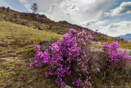 Квітучий маральнік на Алтаї, фото новини (Алтаї) Квітучий маральнік на Алтаї, фото новини