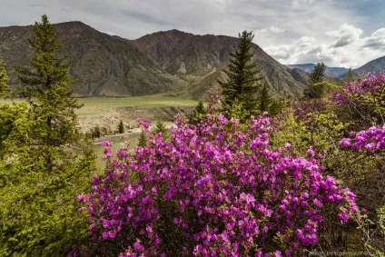 Квітучий маральнік на Алтаї, фото новини (маральнік) Квітучий маральнік на Алтаї, фото новини