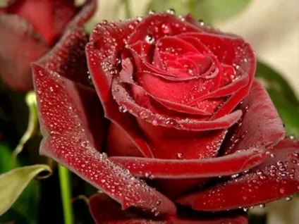 Квіти, троянди фото і вірші (троянди) Квіти, троянди фото і вірші