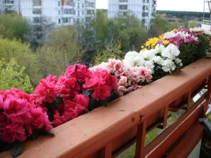 Квіти на балконі цілий рік, 13 фото квітучих балконів, вибір морозостійких і ампельних рослин (балконі) Квіти на балконі цілий рік, 13 фото квітучих балконів, вибір морозостійких і ампельних рослин
