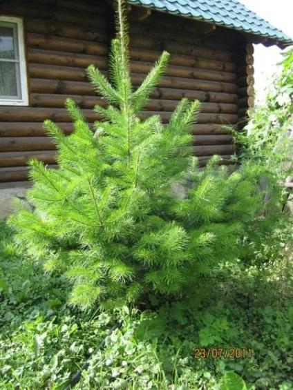 Дачні прикмети і забобони (забобони) Дачні прикмети і забобони