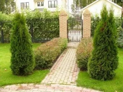 Декоративні дерева і чагарники в ландшафтному дизайні 1 (чагарники) Декоративні дерева і чагарники в ландшафтному дизайні 1