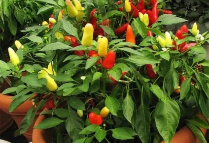 Декоративний перець опис сортів з фото (перець) Декоративний перець опис сортів з фото