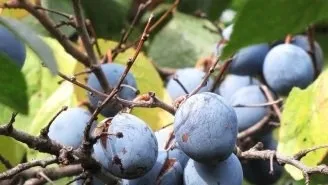 Дерева і чагарники криму - каталог, кримське досьє, півострів скарбів крим