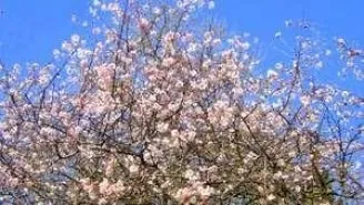 Дерева і чагарники криму - каталог, кримське досьє, півострів скарбів крим
